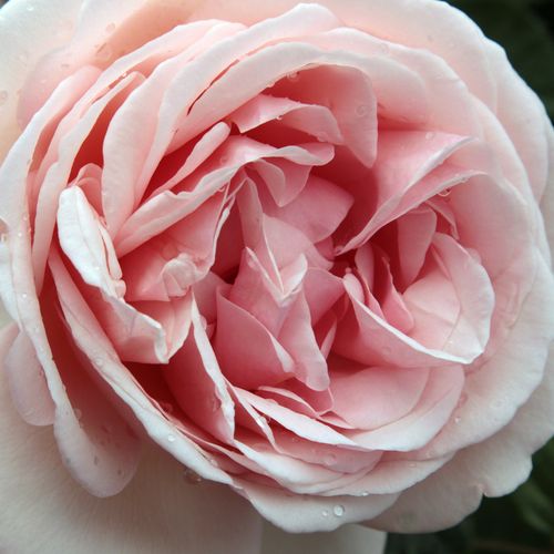 Rosa Aphrodite® - mierna vôňa ruží - Stromkové ruže s kvetmi anglických ruží - ružová - Hans Jürgen Eversstromková ruža s rovnými stonkami v korune - -